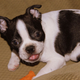 Muninn the pup got his first dog bone!